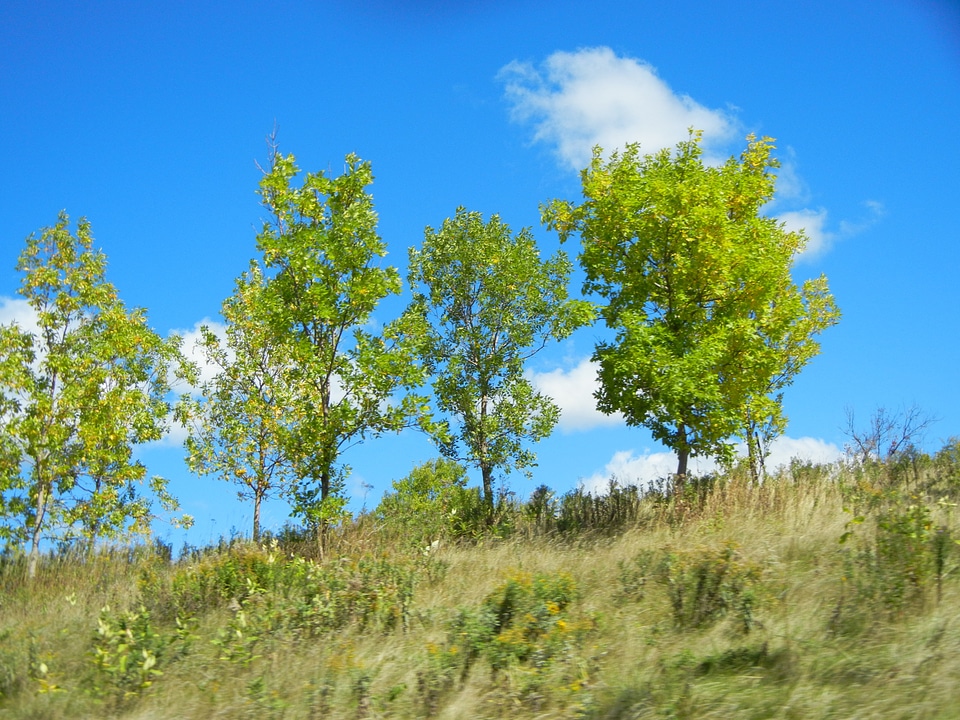 Blue grass grassy photo