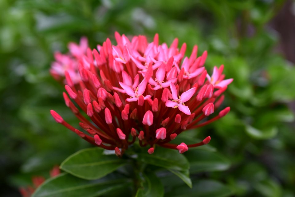 仙丹花 Ixora chinensis