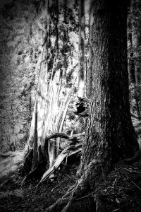 broken tree