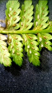 Athyrium filix-femina (Lady fern)