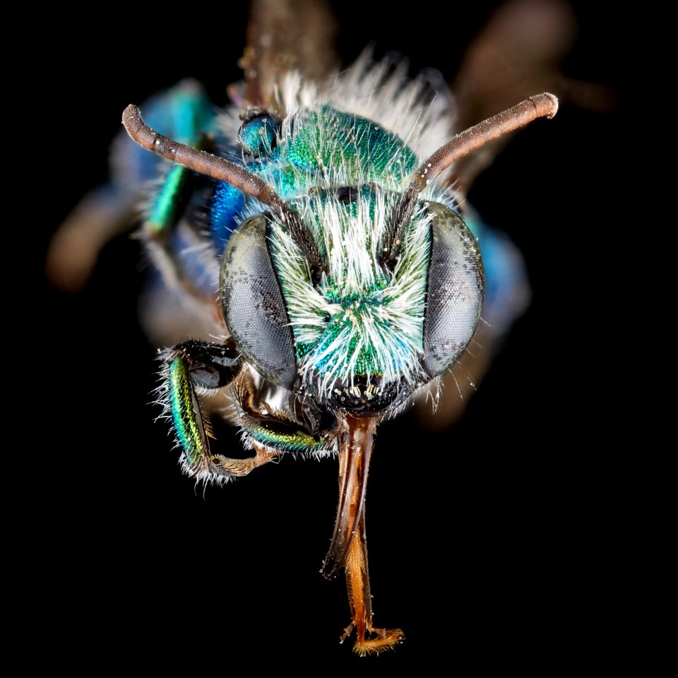 Osmia kincaidii male