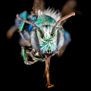 Osmia kincaidii male