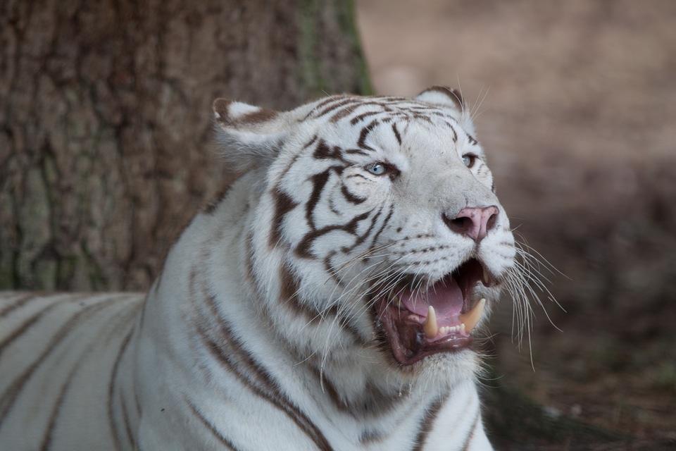 Animal big cats carnivores