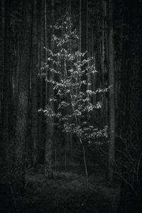 Deciduous among coniferous