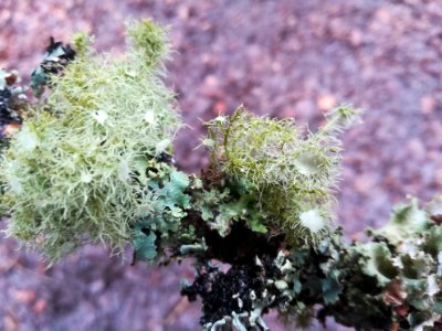 Usnea florida (Witches whiskers)