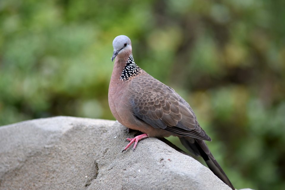 珠頸斑鳩 Streptopelia chinensis