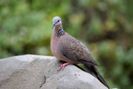 珠頸斑鳩 Streptopelia chinensis