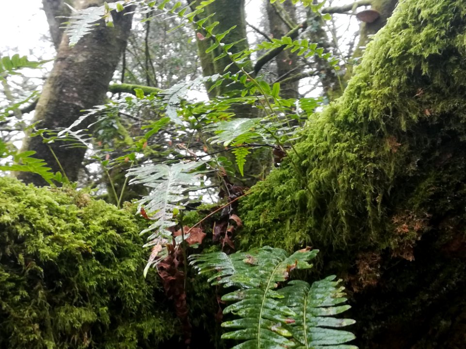 Polypodium vulgare (Common polypody fern)