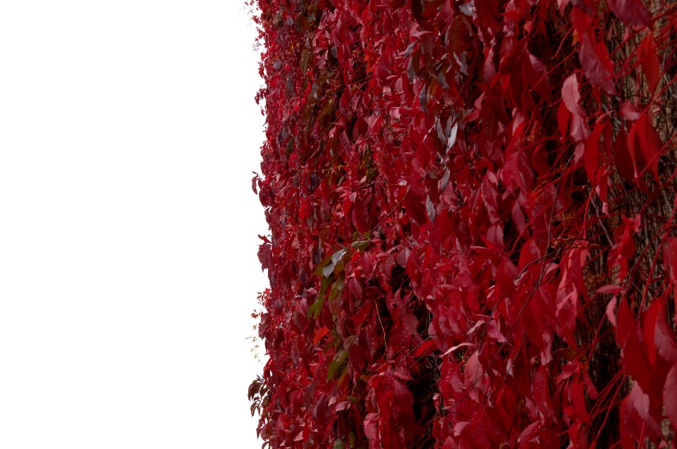Wallpaper vibrant color