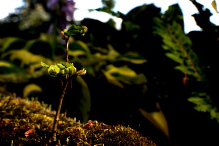 seedling in a jungle