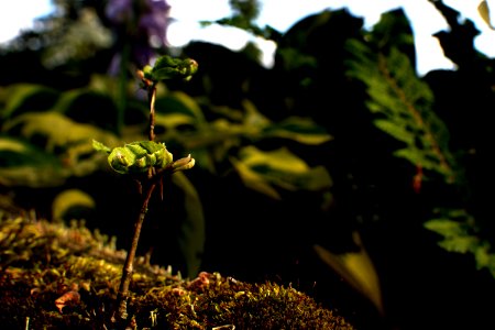 seedling in a jungle photo