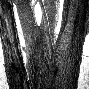 Old wood
