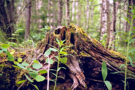 Mossy stump photo