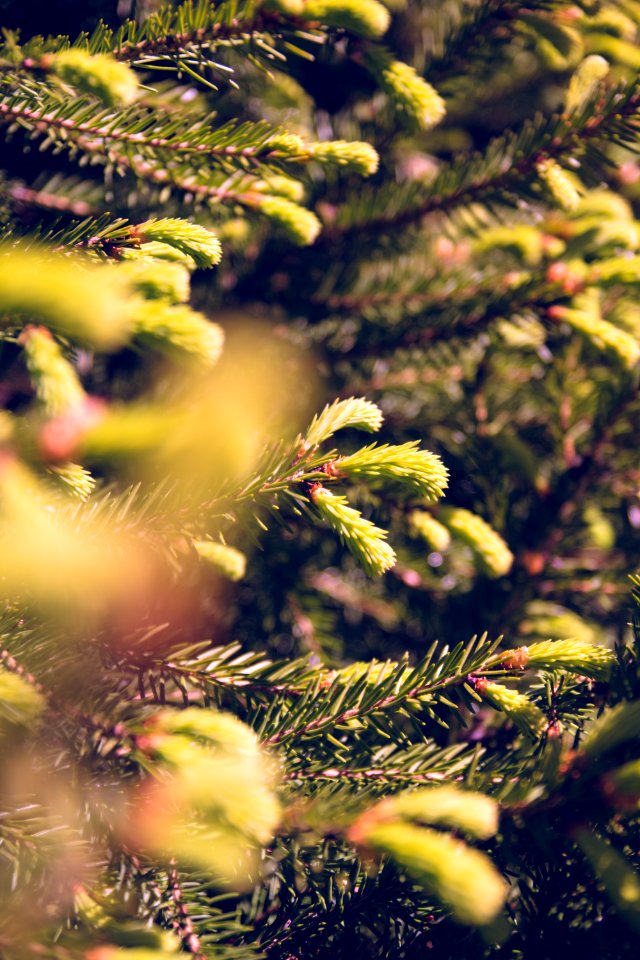 Evergreens