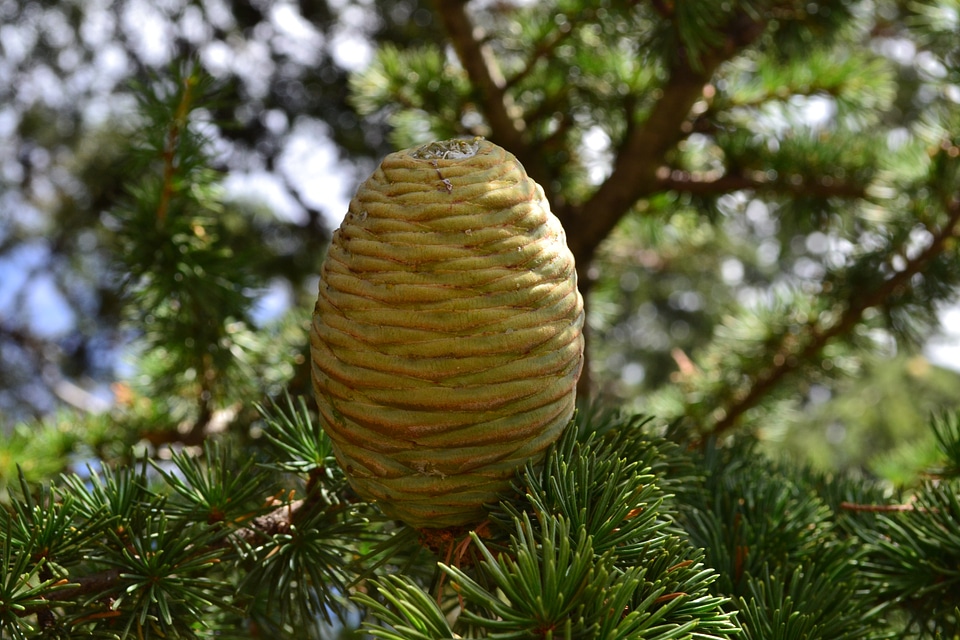 Pine cone the sun nature