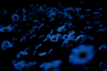 night fairies