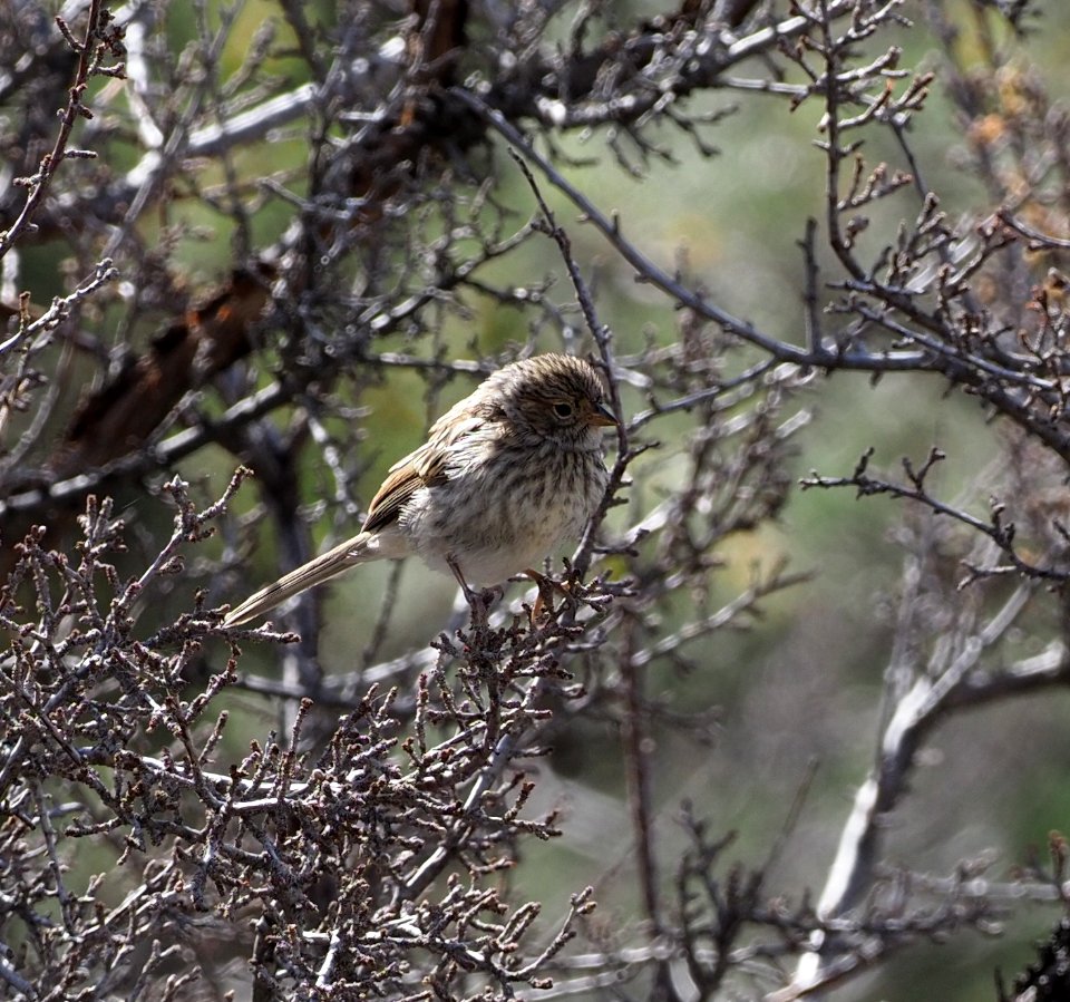 Brewer’s Sparrow Juvenile