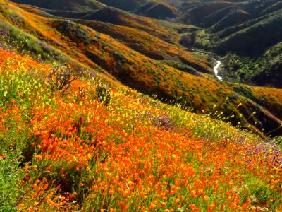 Wildflowers at Walker Canyon in CA