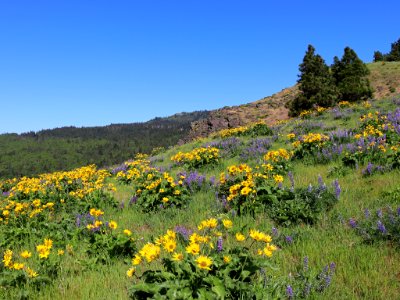Coyote Wall Trail in WA
