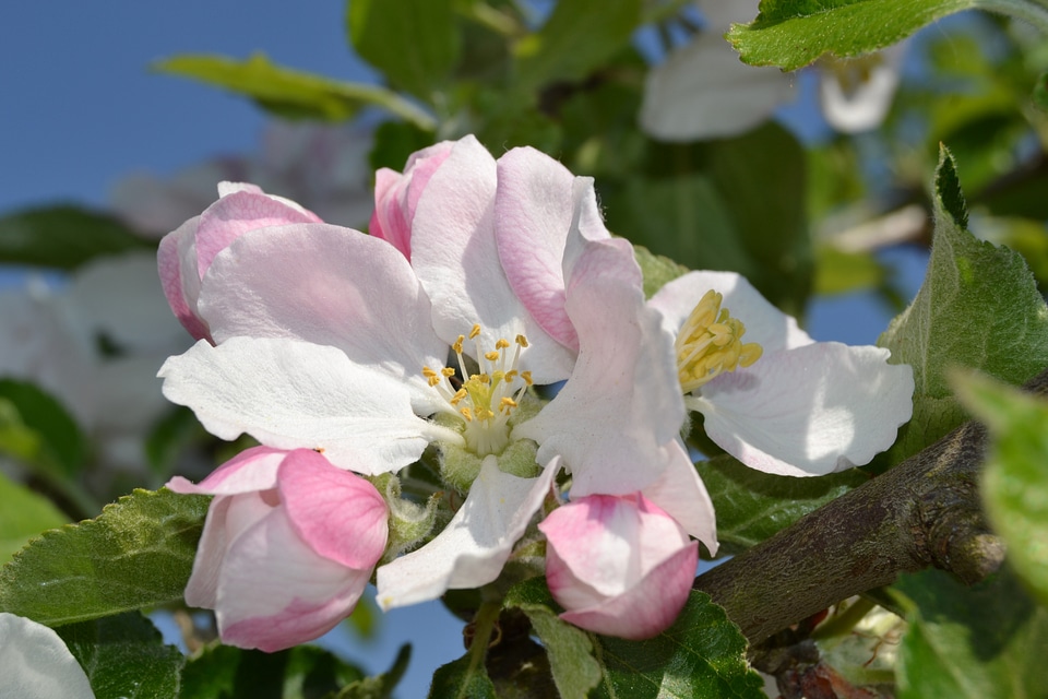 Bloom pink spring