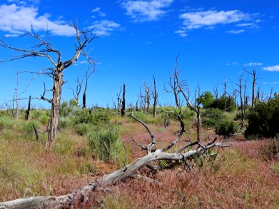 Mesa Verde NP in CO