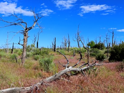 Mesa Verde NP in CO photo