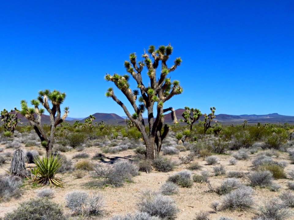 Mojave National Preserve in CA