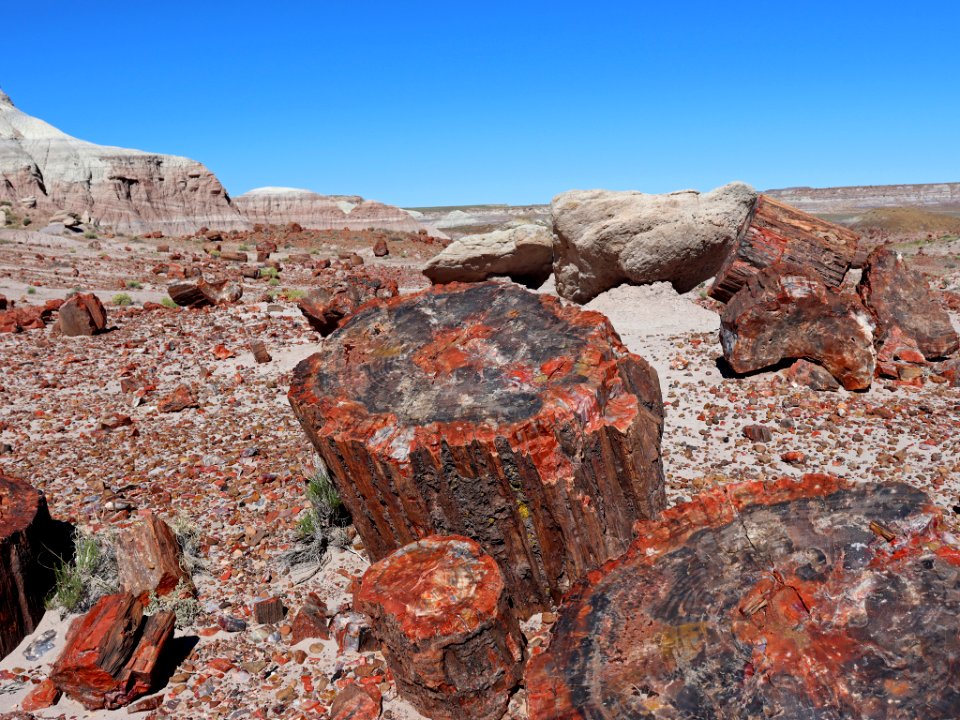 Petrified Forest NP in AZ