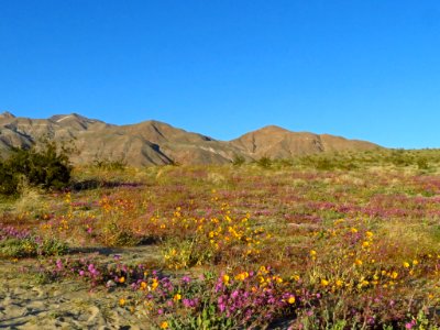 Wildflowers at Anza-Borrego Desert SP in CA photo