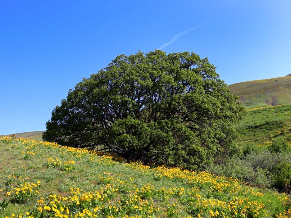 Dalles Mountain Ranch in WA