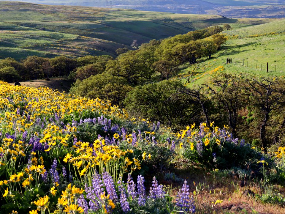 Dalles Mountain Ranch in WA