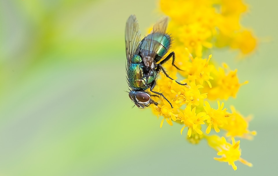 Insect animal close up photo