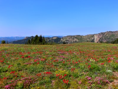 Snowgrass Flats in WA