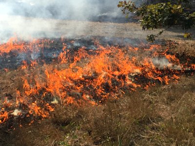 Prescribed Burn Helps Wildlife