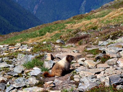 Cascade Pass at North Cascades in WA photo