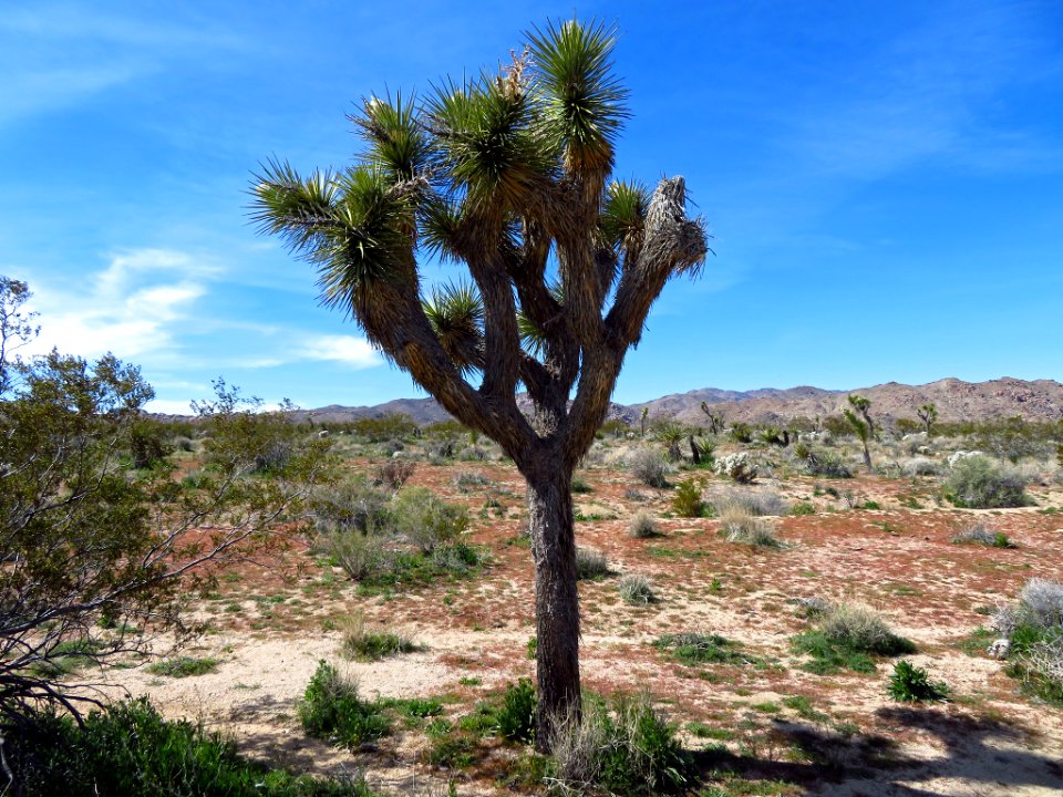 Joshua Tree NP in CA photo