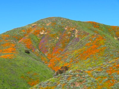 Wildflowers at Walker Canyon in CA photo