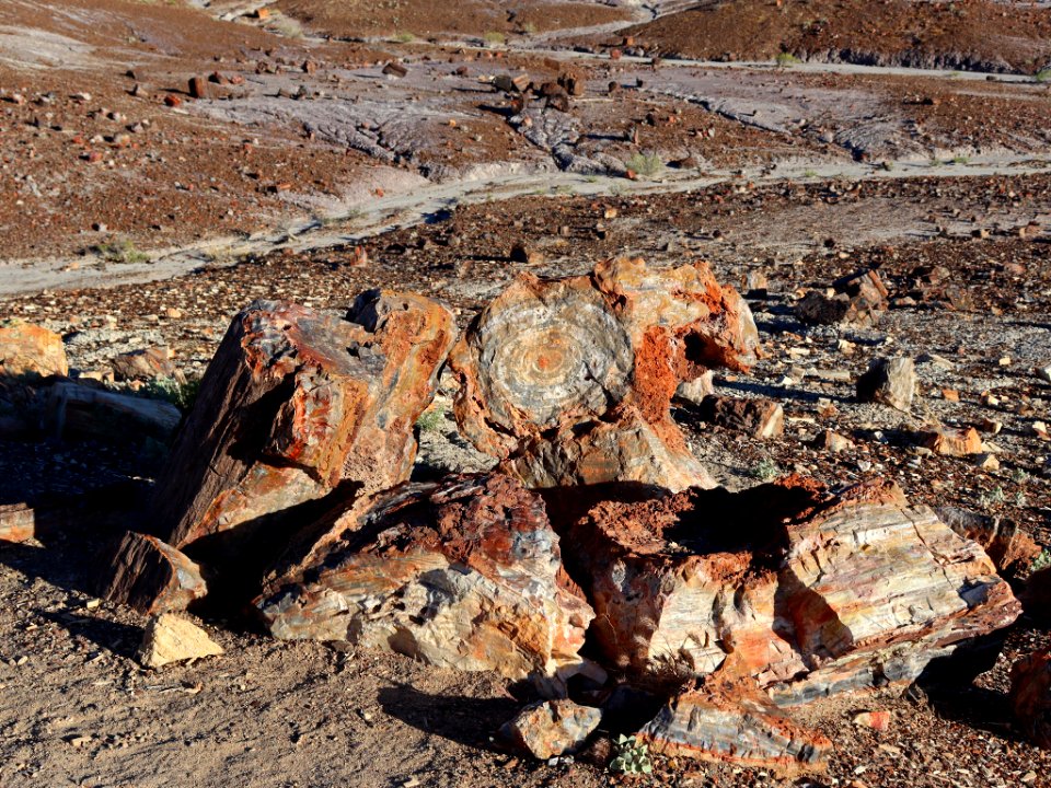 Petrified Forest NP in AZ