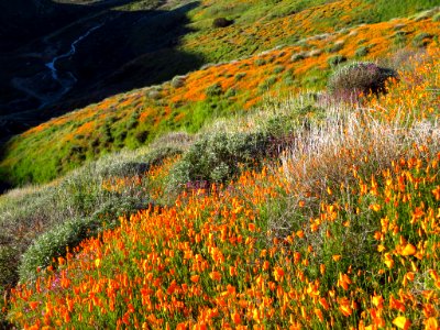 Wildflowers at Walker Canyon in CA photo