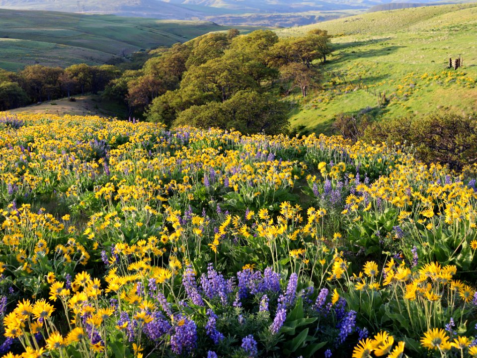 Dalles Mountain Ranch in WA