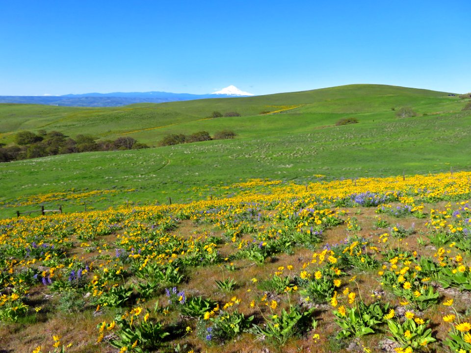 Dalles Mountain Ranch in WA