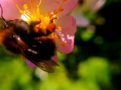 Bumblebee photo