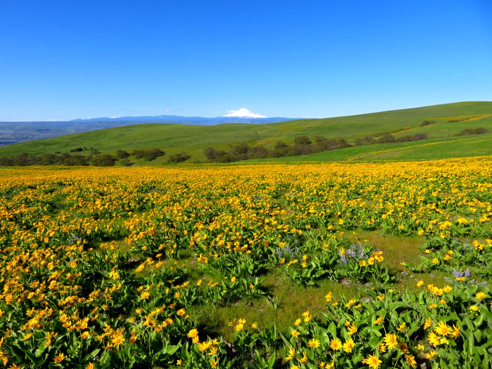 Dalles Mountain Ranch in WA