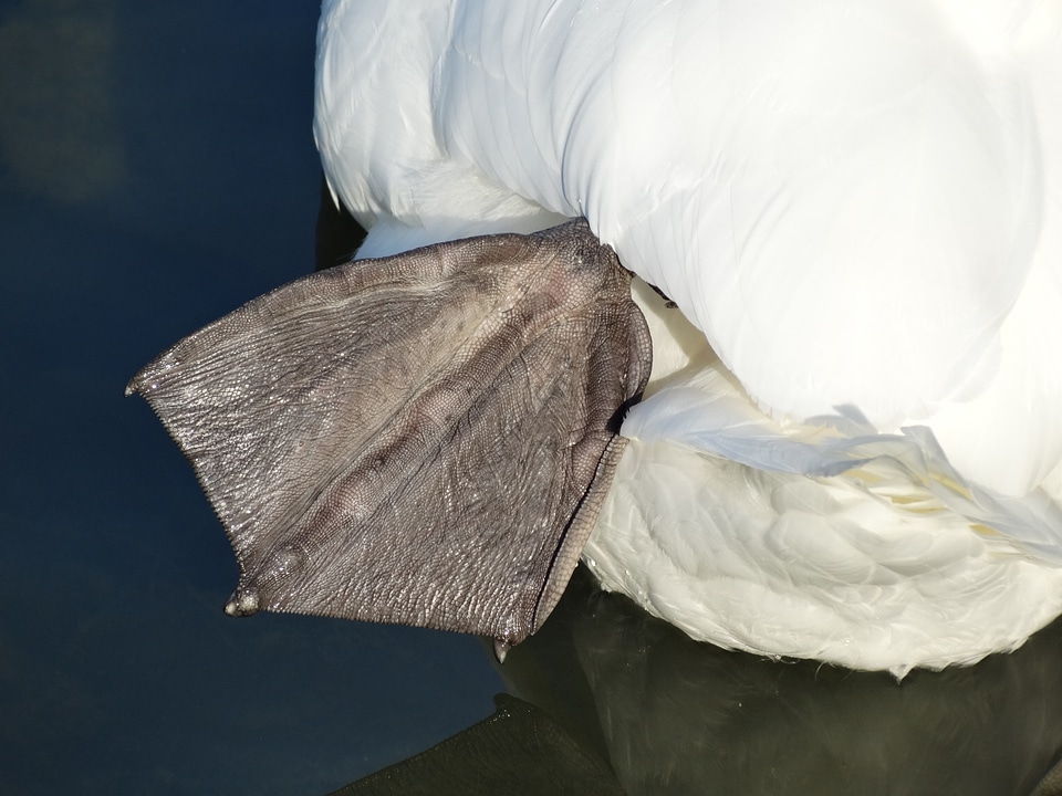 Animal nature water