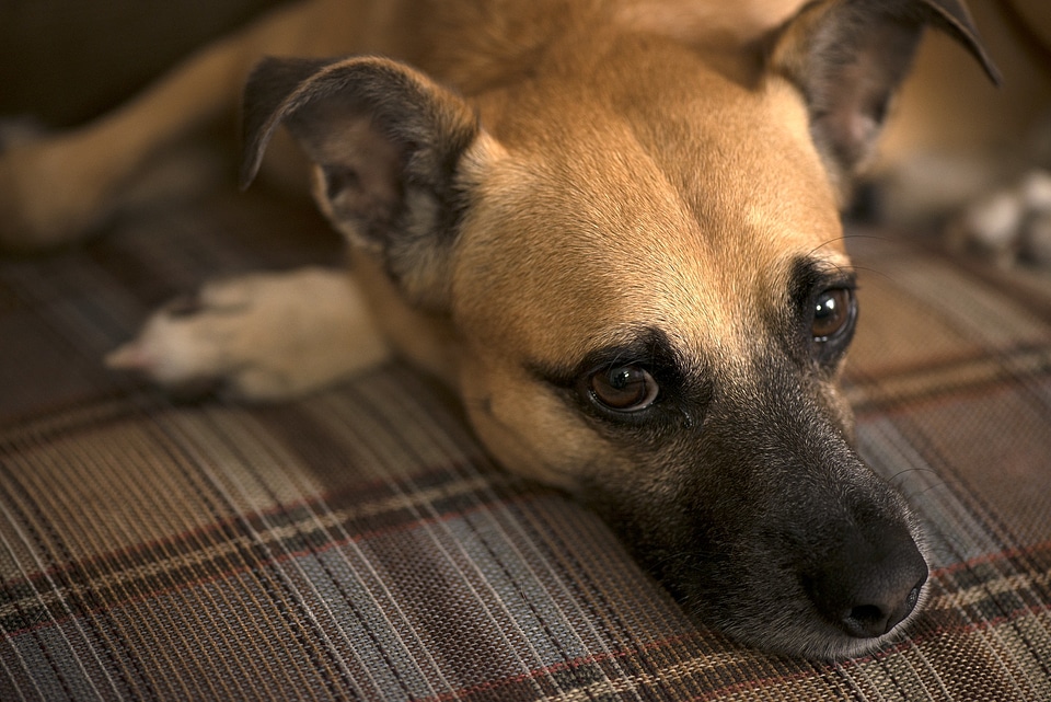 Portrait pet sitting photo