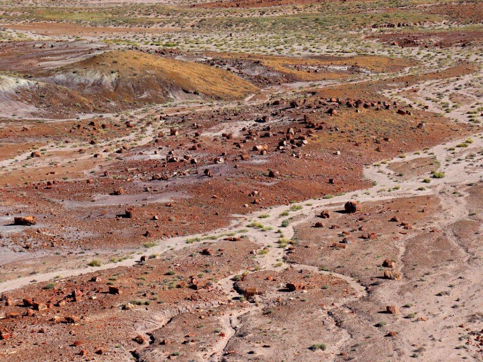 Petrified Forest NP in AZ