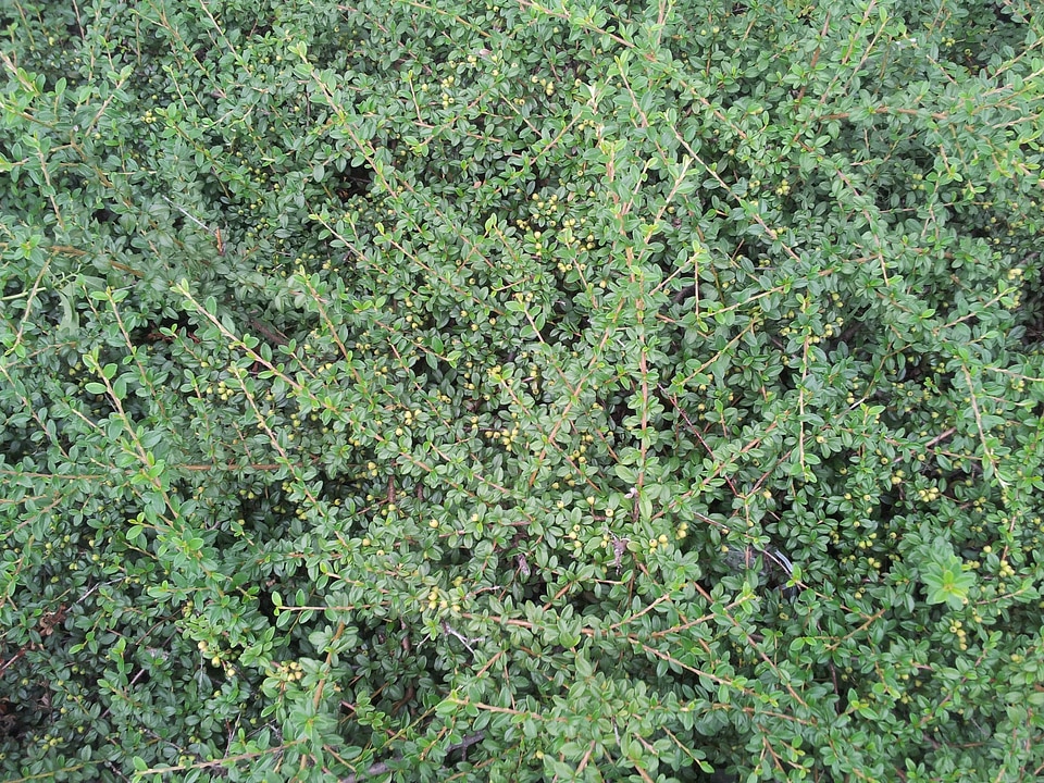 Green forest garden