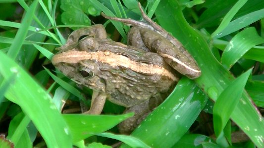 KODOK/KATAK TEGALAN (Fejervarya limnocharis)