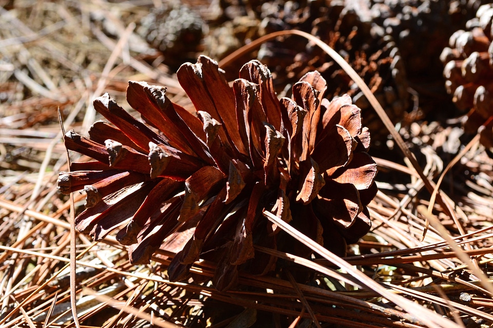 Dry fruit pine leafs pine forest