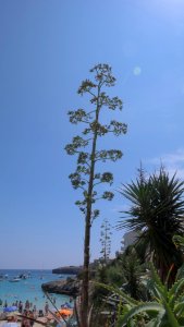 Соцветие агавы photo